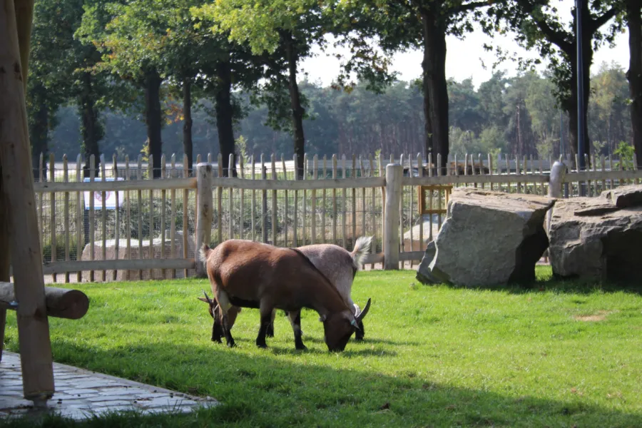 Kinderboerderij 2017 2