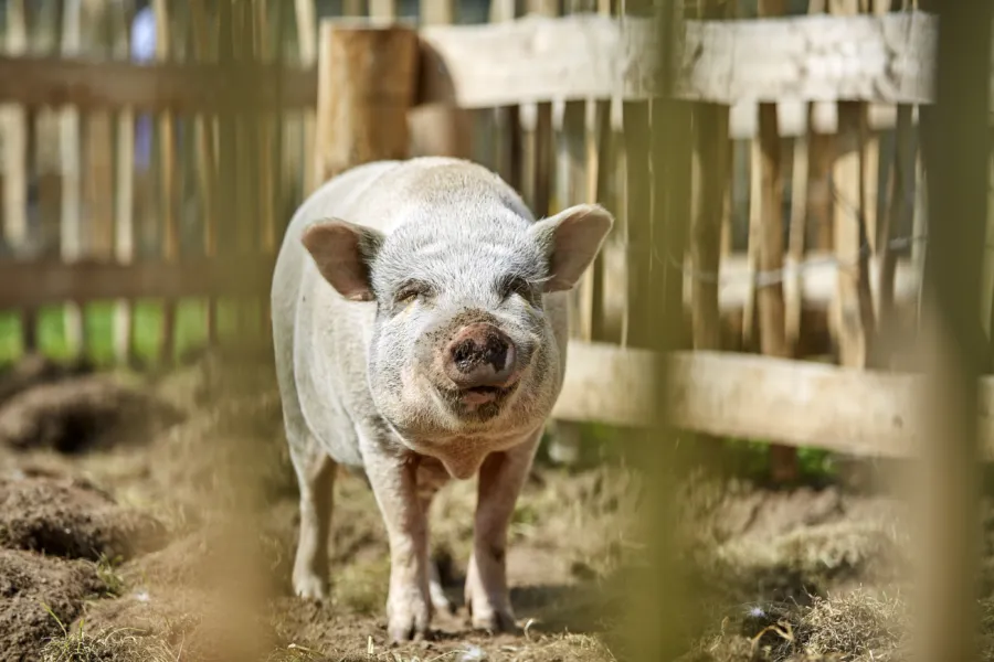 Kinderboerderij varken HR